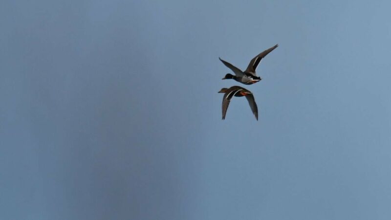 In Tempo-30-Zone: Ente in der Schweiz mit 52 km/h geblitzt
