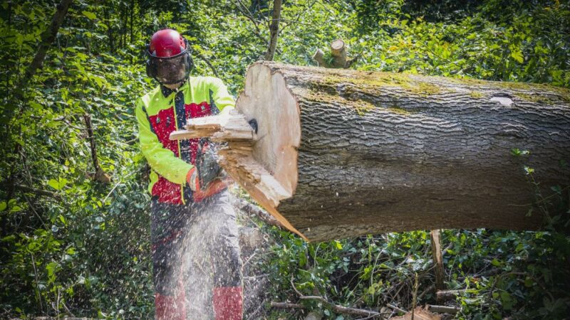 Mann bei Holzarbeiten in Tirol von Baum getroffen und schwer verletzt