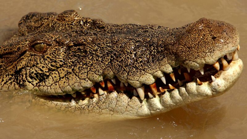 Tragischer Vorfall in Indonesien: Krokodil tötet Schwimmer