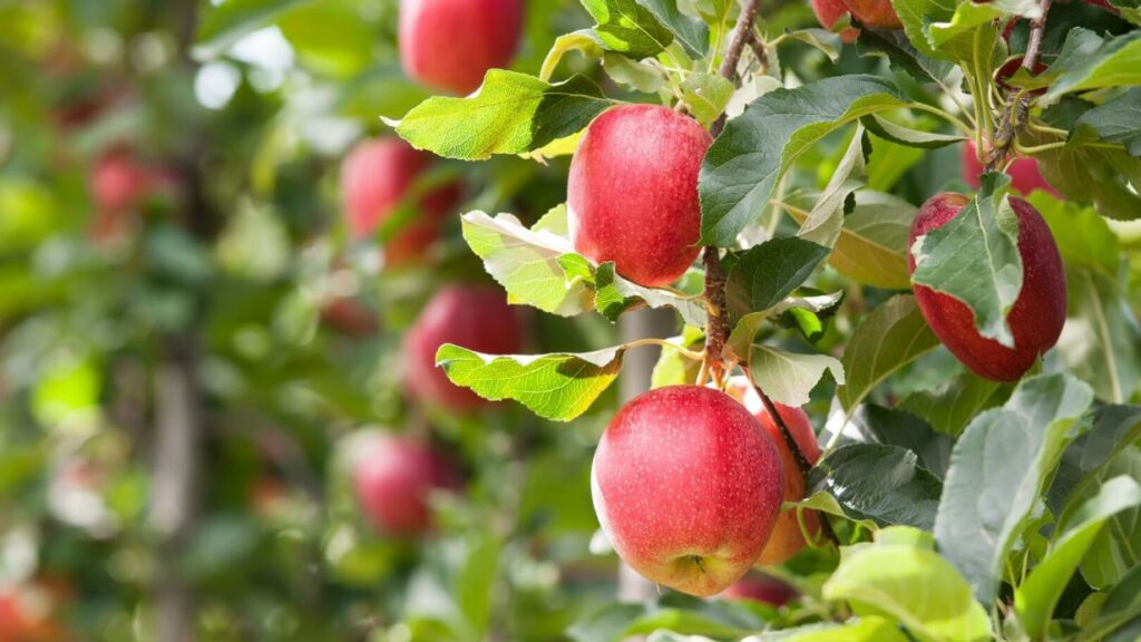 Unbekannte vergiften junge Bäume auf Waldviertler Streuobstwiese