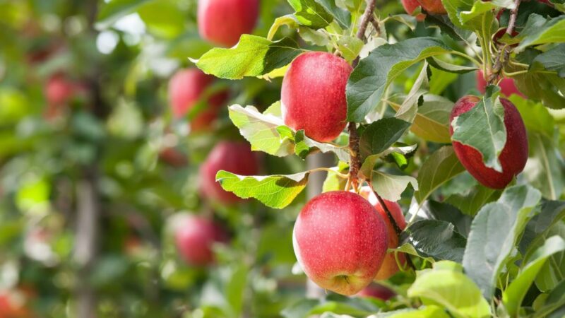 Unbekannte vergiften junge Bäume auf Waldviertler Streuobstwiese