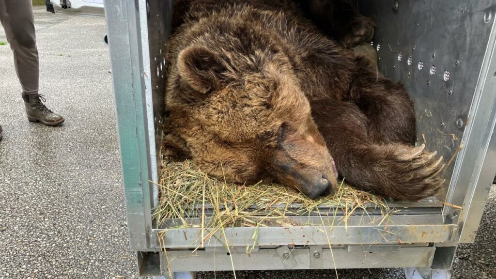 Aus dem Käfig gerettet: Bär Felix genießt neues Leben im Bärenwald