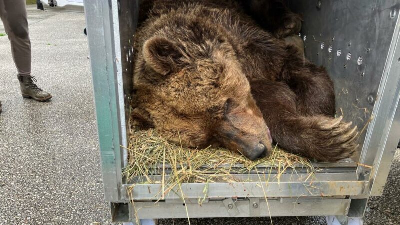 Aus dem Käfig gerettet: Bär Felix genießt neues Leben im Bärenwald