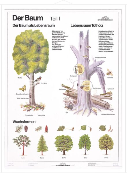 Das Baumloch