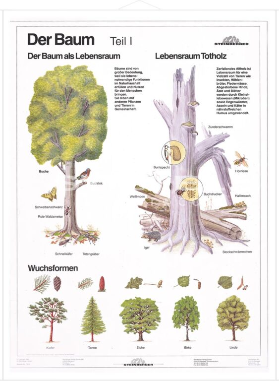 Das Baumloch
