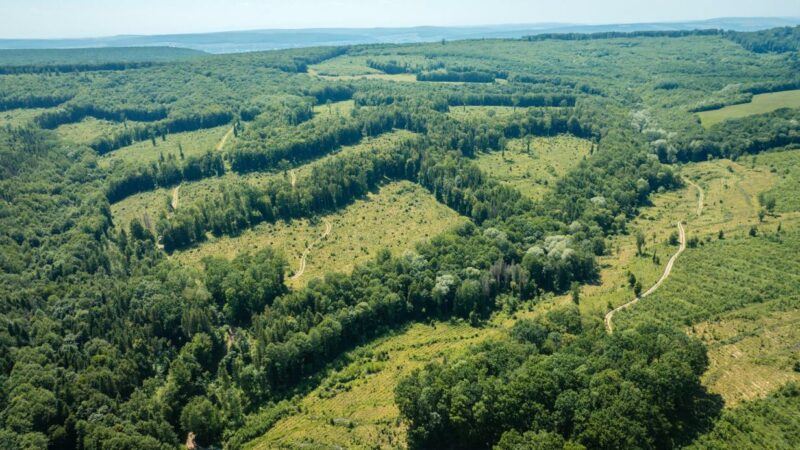 Greenwashing-Vorwürfe: Zu Besuch in den Wäldern von Ikea