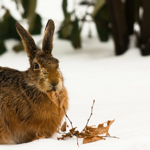 Hase löste Verkehrsunfall in der Steiermark aus