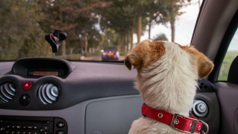 Hund stirbt elendig im heißen Auto: Mann stellt Szene im Netz nach