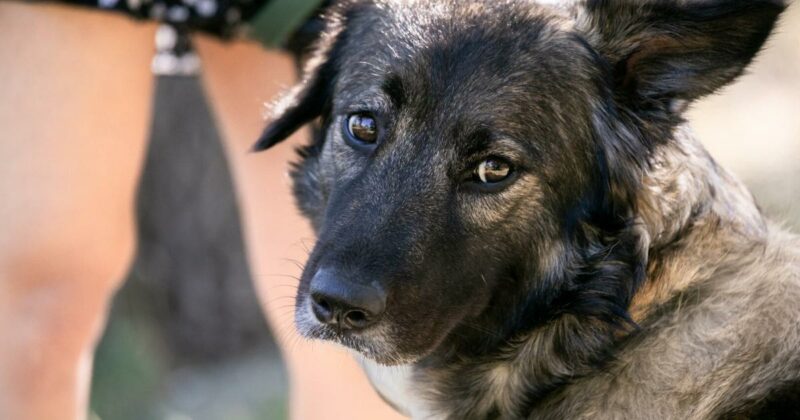 „Hunde-Kunde“: Bereits 20.000 Kursteilnehmer in Wien