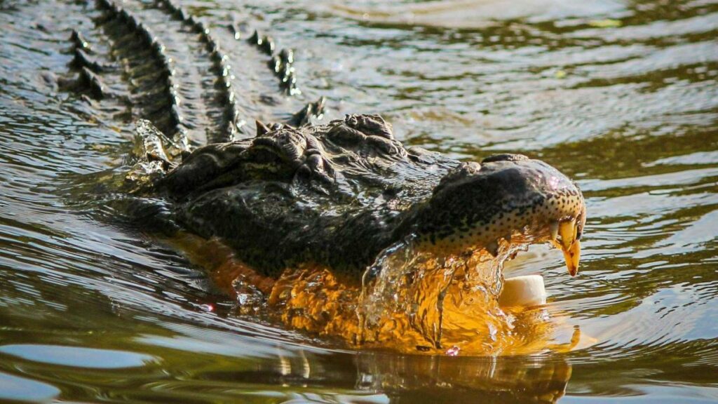 Jugendlicher (17) von Krokodil beim Fischen getötet