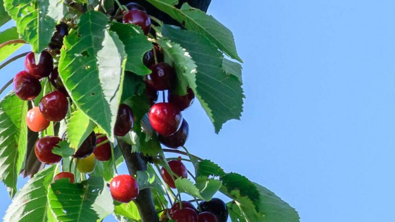 Kirschencocktail und Erdbeerbowle
