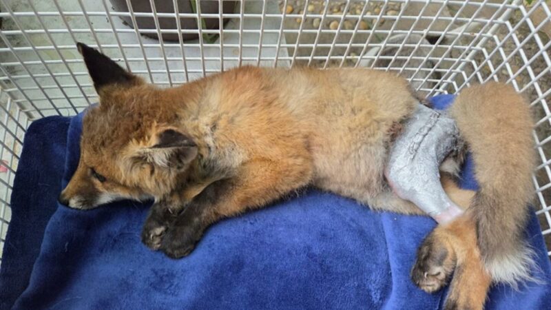 Kleiner Fuchs verletzt am Straßenrand gefunden: Jetzt geht es bergauf