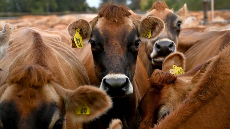 Kühe gegen Klima: Tricksen Neuseeland und Irland bei Methanemissionen?