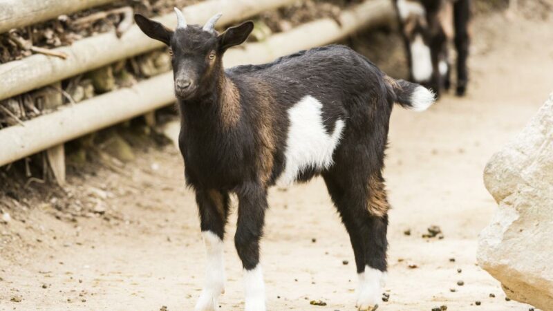 Maul- und Klauenseuche: Streichelzoo in Schönbrunn öffnet wieder