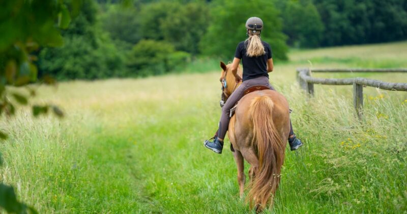 Pferd scheute: Reiterin stürzte auf Spaziergängerin