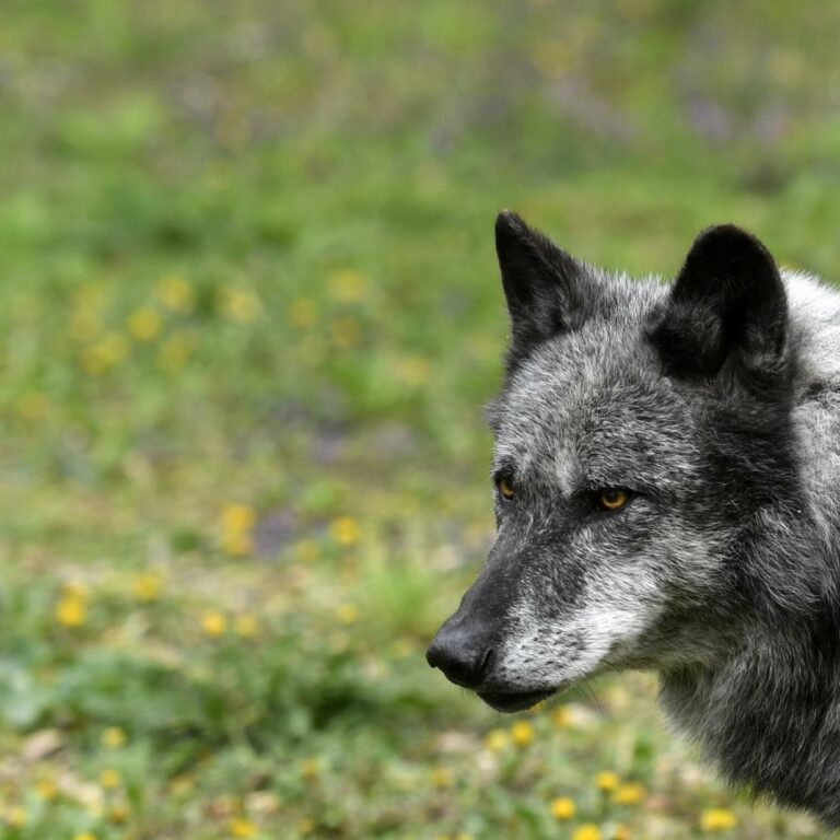Schutz oder Schuss: Debatte um Wolfspopulation in Niederösterreich