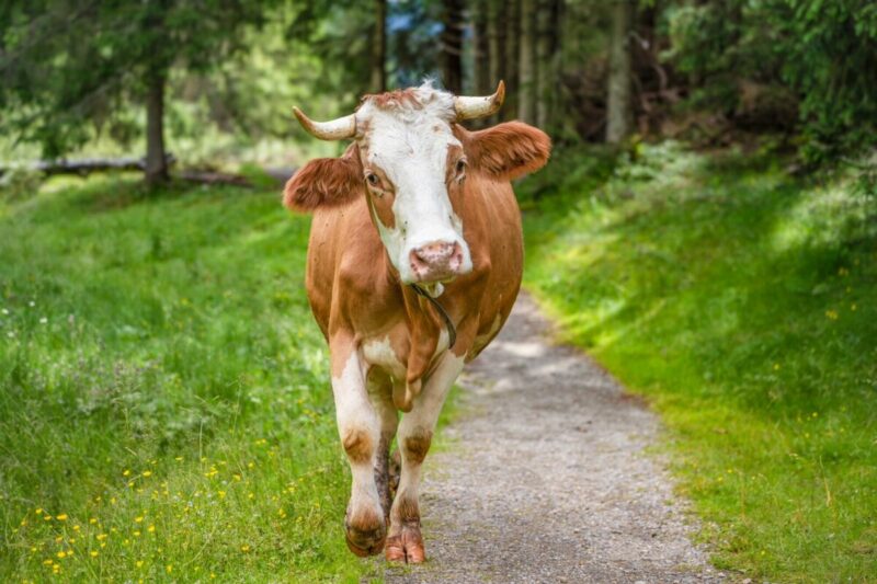 Stier attackierte und tötete 56-jährigen Landwirt