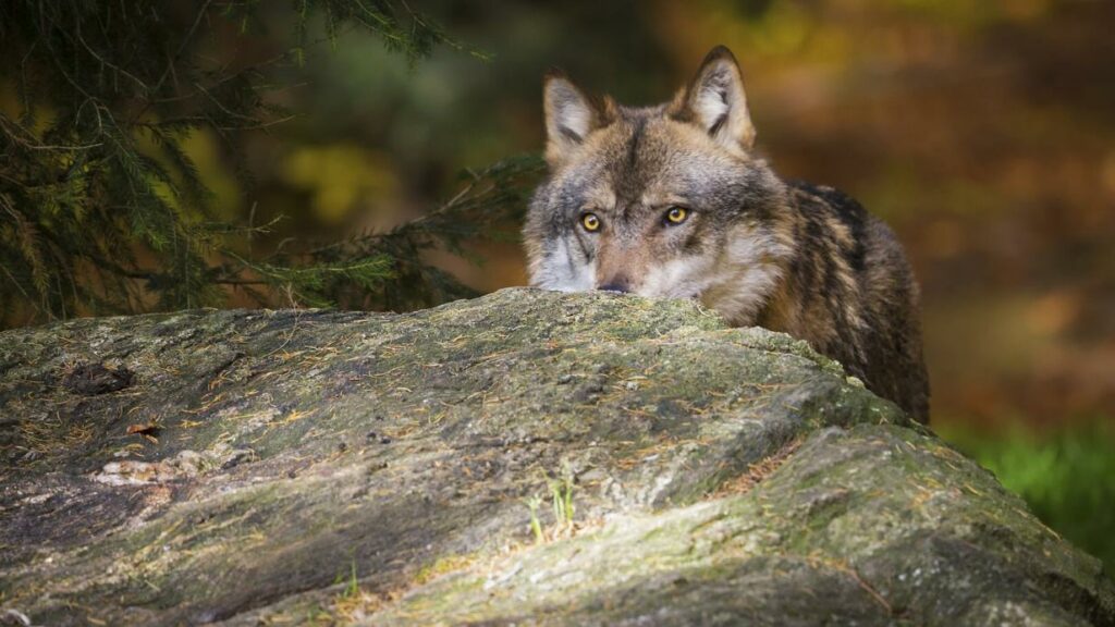 Tirol: Wolf im Stubaital zum Abschuss freigegeben