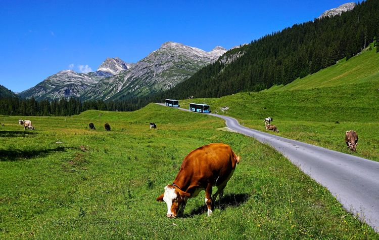 Vorarlberg: Kuh stieß Älplerin von Felsvorsprung