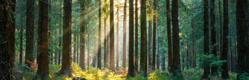 Waldbaden – Eintauchen in die Stiftswälder von Klosterneuburg