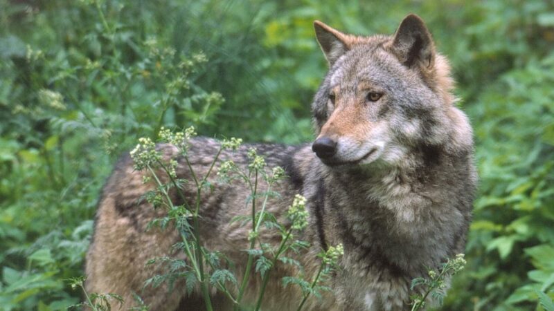 Wolf mitten Kärntner Siedlungsgebiet gesichtet und fotografiert