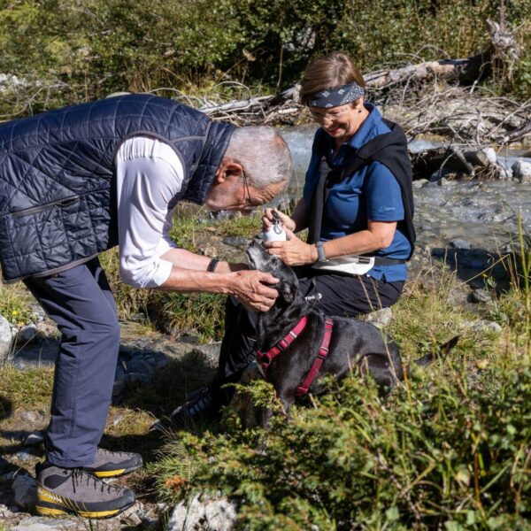 Wr. Neustadt bis Schweden: Wie und wo heimische Politiker heuer urlauben