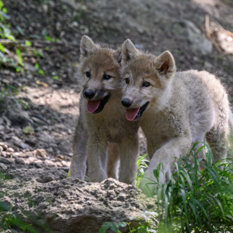 Zuwachs bei den Polarwölfen: Putzige Welpen im Zoo Salzburg
