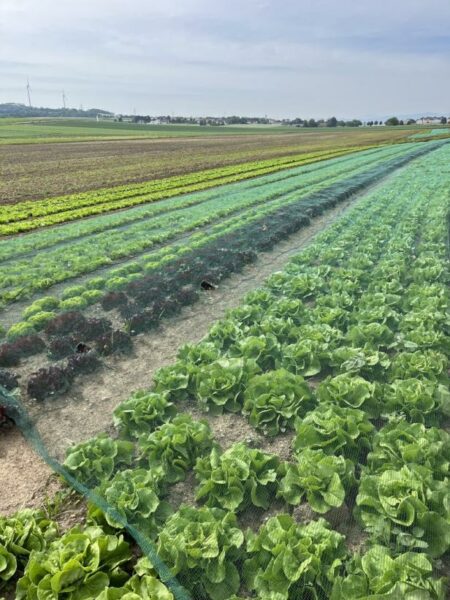 Ernteausfälle und hohe Preise: Wie der Klimawandel Gemüsebauern zusetzt
