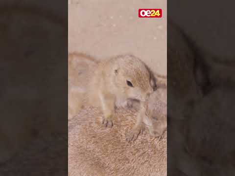 Tiergarten Schönbrunn: Baby-Präriehunde stehlen allen die Show