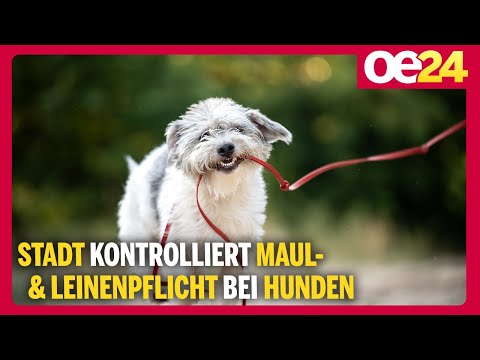 Stadt kontrolliert Maul- & Leinenpflicht bei Hunden