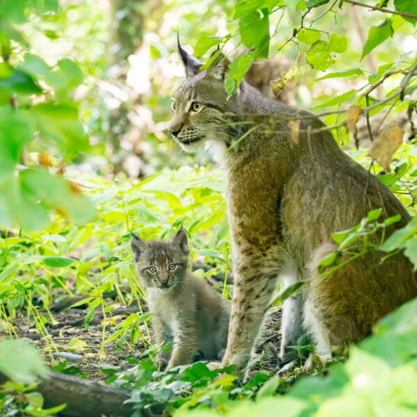 Nachwuchs im Tiergarten Schönbrunn: Luchs-Drillinge geboren