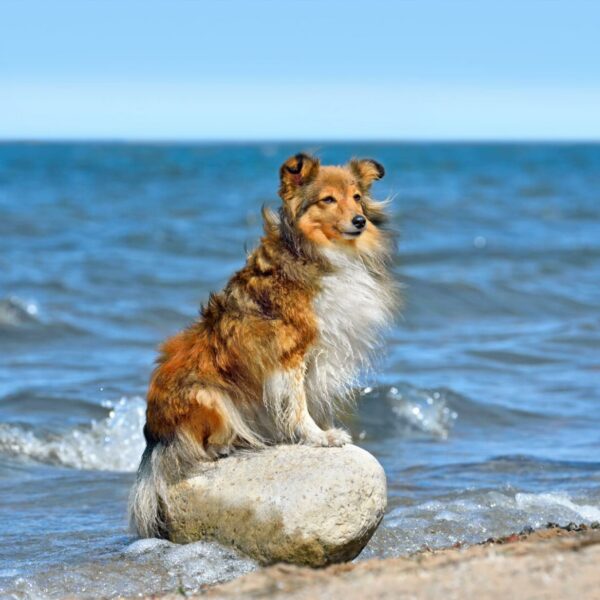Tiercoach: So bleibt der Hund auf Reisen gesund