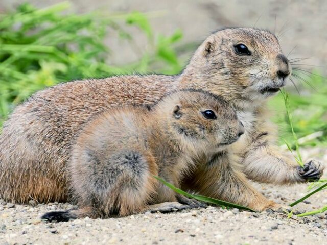 Tiergarten Schönbrunn: Präriehund-Nachwuchs zeigt sich