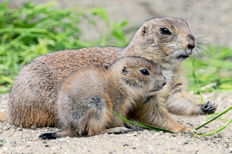 Tiergarten Schönbrunn: Präriehund-Nachwuchs zeigt sich