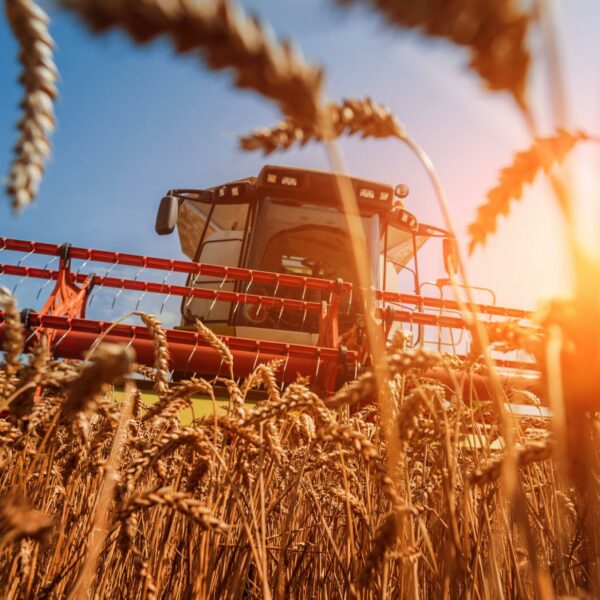 Weniger Fläche, mehr Druck: Getreideernte liegt unter Durchschnitt