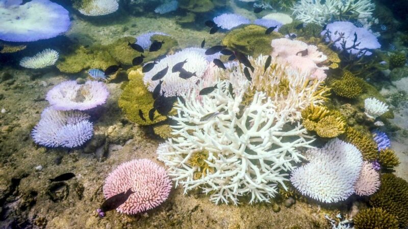 Klimakrise: Wunderwelt der Korallenriffe ist weltweit dem Untergang geweiht
