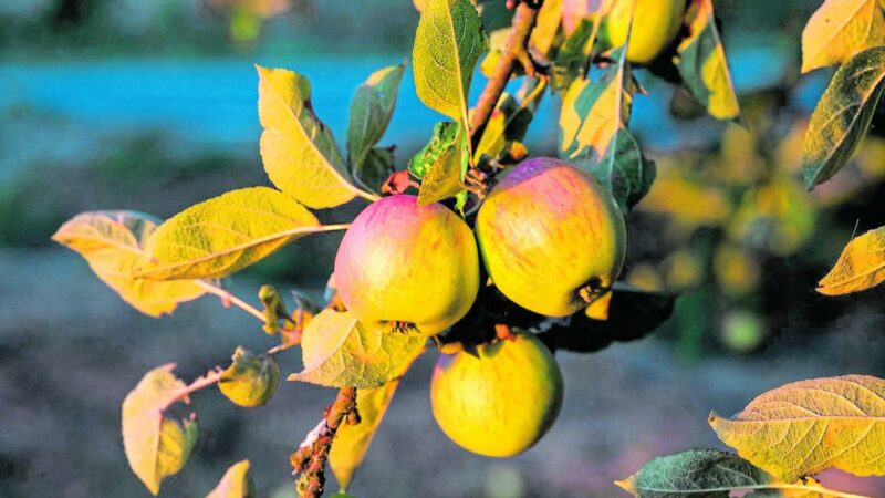 Mildes Herbstwetter am Wochenende in ganz Österreich